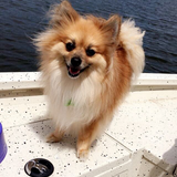 Entry image for Tobi
