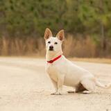 Entry image for DINGO
