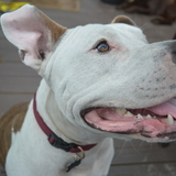 Entry image for Gomer