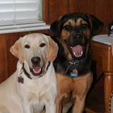 Entry image for Little Bear and Isabella