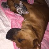 Entry image for Trooper and Peanutbutter 