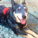 Entry image for Bindi