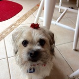 Entry image for Buddy