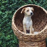 Entry image for Piper