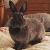 Entry image for Bunz 