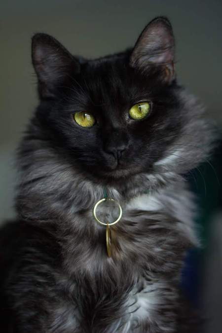 Entry image for Bellatrix. Clicking this image will show a larger photo