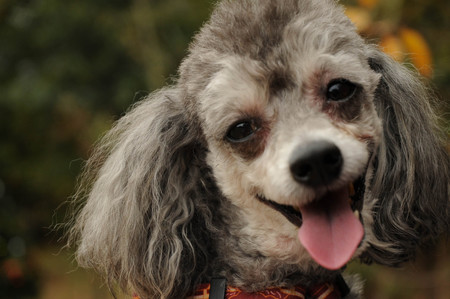 Entry image for Buster P. Myers. Clicking this image will show a larger photo