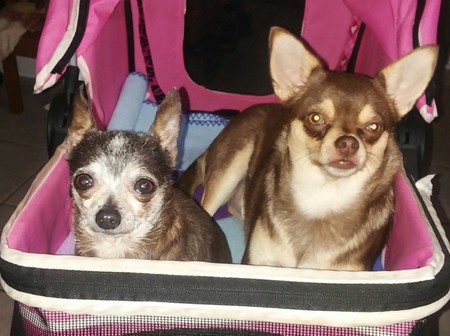 Entry image for Porscha & Bentley. Clicking this image will show a larger photo
