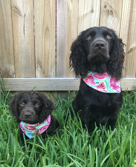 Entry image for Paisley & Hallie. Clicking this image will show a larger photo