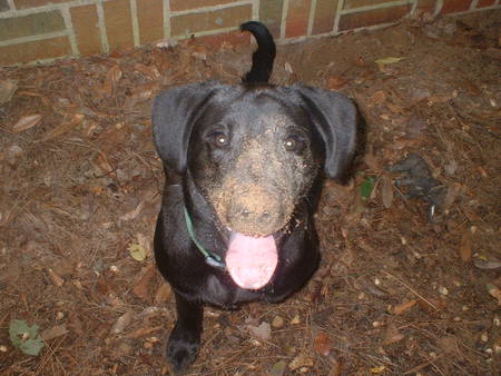 Entry image for Bosco. Clicking this image will show a larger photo