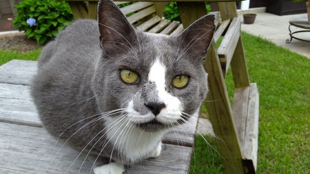 Entry image for Thomas. Clicking this image will show a larger photo