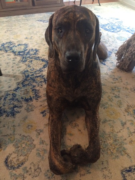 Entry image for Olive. Clicking this image will show a larger photo