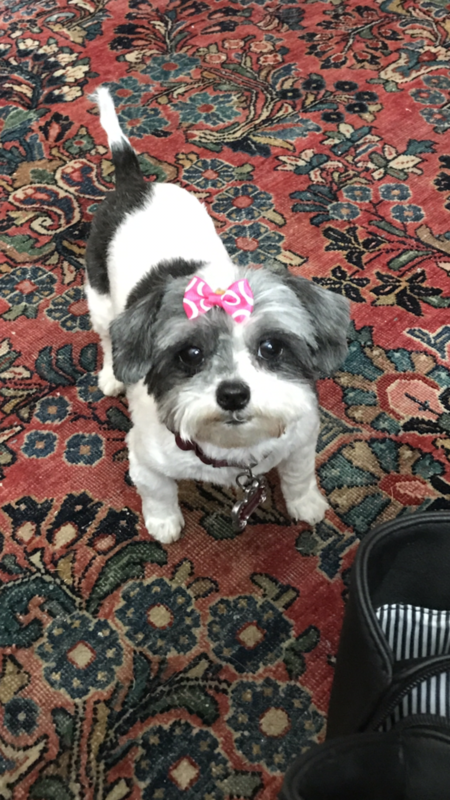 Entry image for Sophie. Clicking this image will show a larger photo
