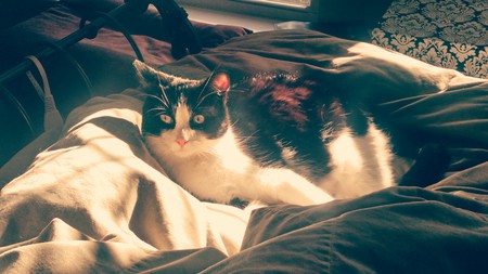 Entry image for Mr. Snuggles. Clicking this image will show a larger photo