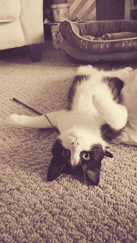Entry image for Mr. Snuggles. Clicking this image will show a larger photo