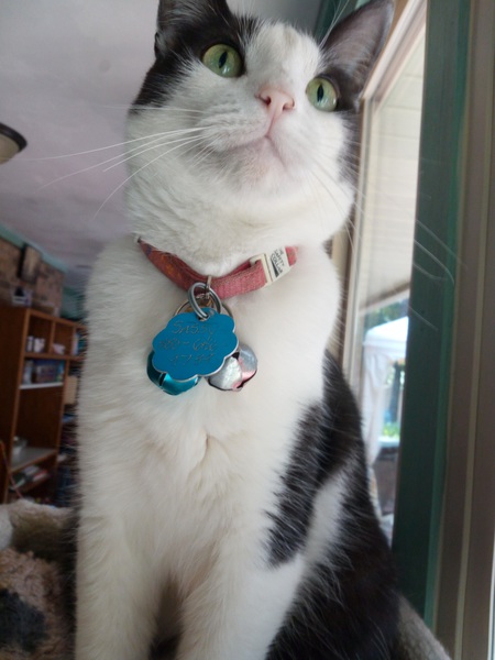 Entry image for Sassy. Clicking this image will show a larger photo