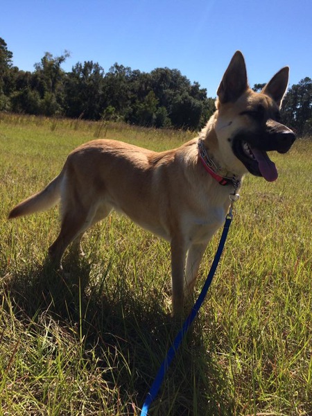 Entry image for Sammy. Clicking this image will show a larger photo