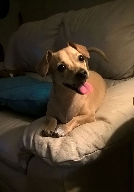 Entry image for Ellie Mae. Clicking this image will show a larger photo