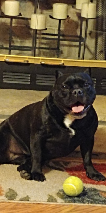Entry image for Sadie. Clicking this image will show a larger photo
