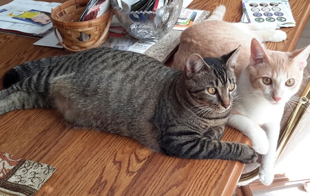 Entry image for Otto and Ava. Clicking this image will show a larger photo