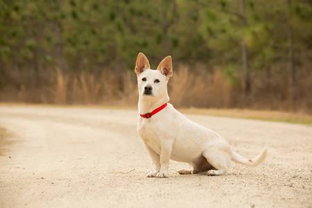 Entry image for DINGO. Clicking this image will show a larger photo