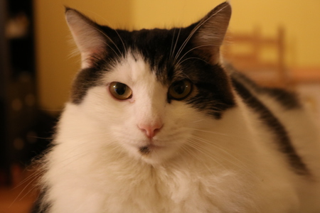 Entry image for Ace. Clicking this image will show a larger photo