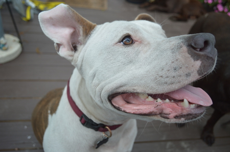 Entry image for Gomer. Clicking this image will show a larger photo