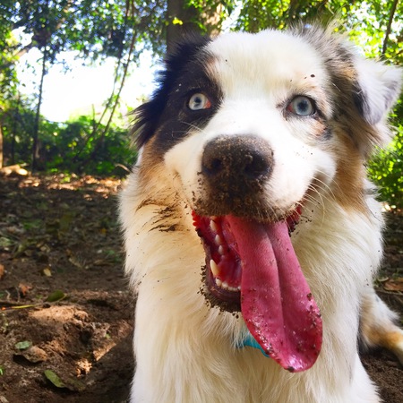 Entry image for Moxie. Clicking this image will show a larger photo
