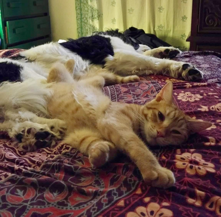 Entry image for Fred and Chester. Clicking this image will show a larger photo