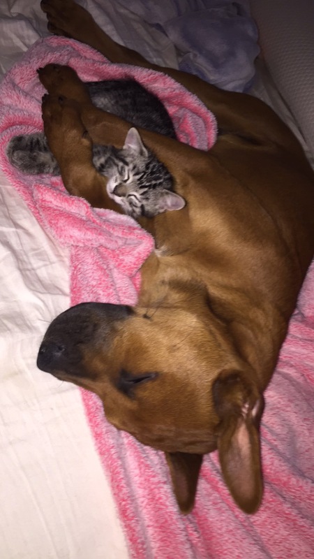 Entry image for Trooper and Peanutbutter . Clicking this image will show a larger photo