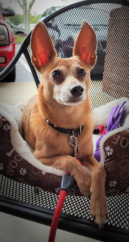 Entry image for Woof. Clicking this image will show a larger photo