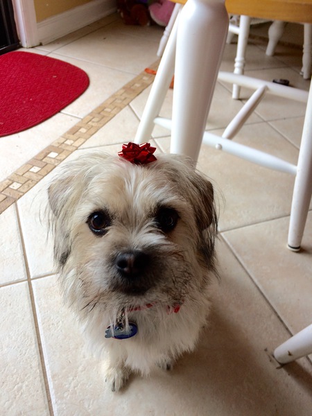 Entry image for Buddy. Clicking this image will show a larger photo
