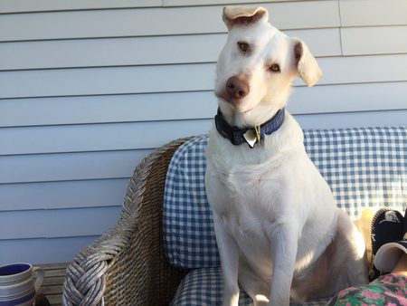 Entry image for Shep. Clicking this image will show a larger photo