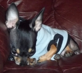 Entry image for Presley. Clicking this image will show a larger photo