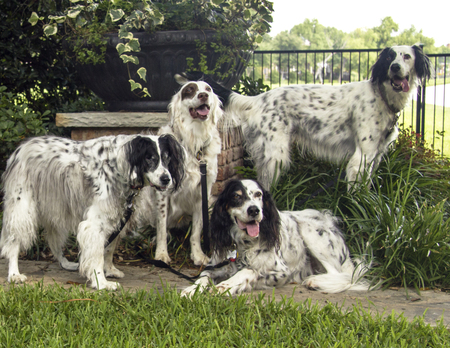 Sophie, Remy, Buddy, and Willy