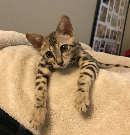 Nalah