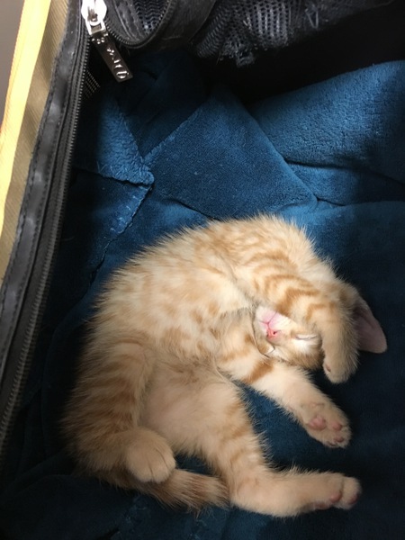 Ari