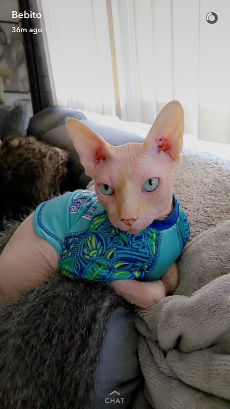 Oscar Potato 