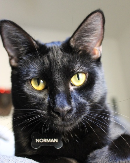 Norman