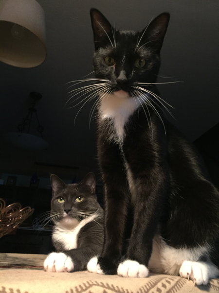 Pablo & Picassa