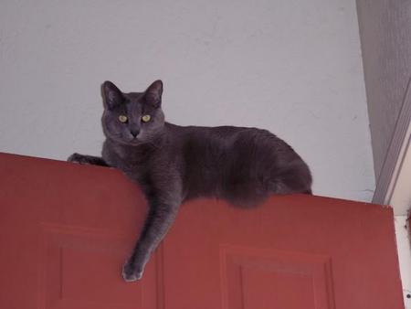 Loki Critter