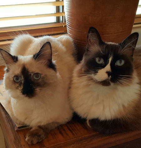Latte and Belle
