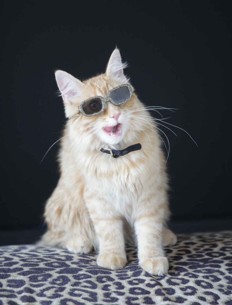 Vote for Samson Cool Cats of Southern Arizona Vote for Samson Cool Cats of Southern Arizona