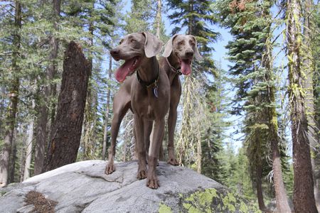 Ellie (Gch Barrett's Star Elliephant Act) and Tule (Ch. Nimble N Eden's Golden State, CD, NA, OAJ, V