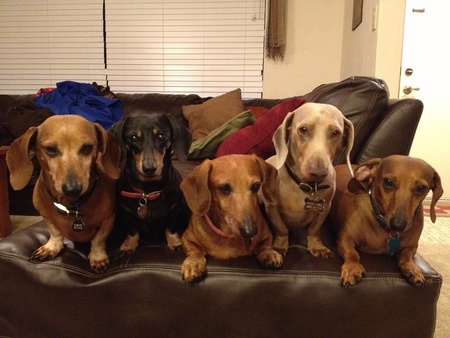 Roscoe, Angel, Sophie, Weimer, and Peanut
