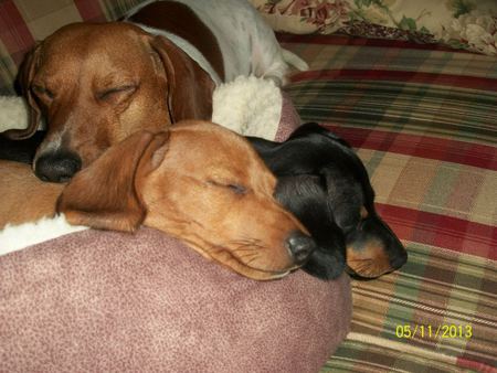 Toot is the Piebald Doxie, PeeWee is the red Doxie and Buckshot is the Black N Tan