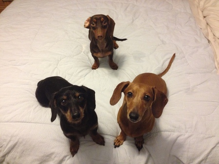 Knubby (bottom left) Ruby AKA Imma (bottom right) Olly AKA Cupid (top)