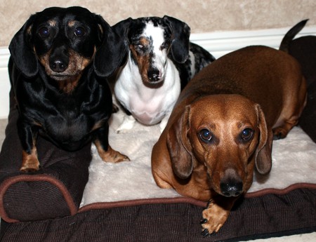 Abby, Amy and Andy