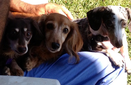 Delilah, Barkley and Keeper