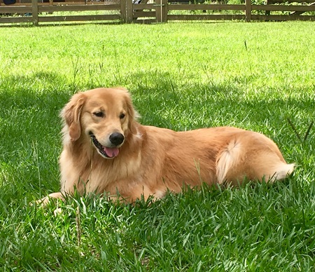 ZuZu 